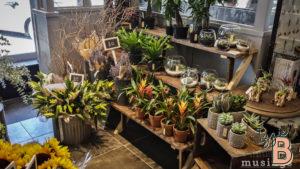 Beautiful indoor plant arrangement with succulents and floral displays at Izzie Bytes.